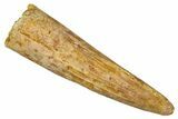 Bargain, Fossil Spinosaurus Tooth - Real Dinosaur Tooth #340681-1